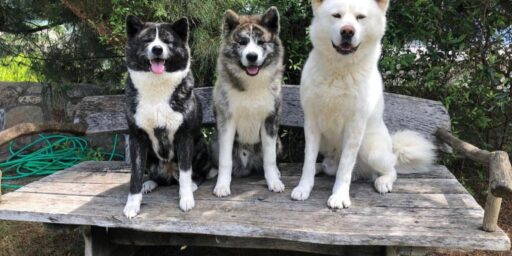 Merhaba Ben Dünyanın En Sadık Köpeği Akita İnu Ronin