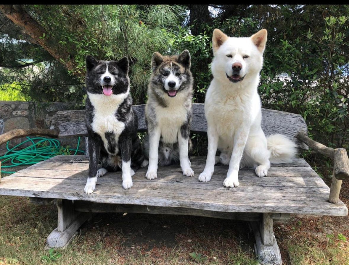 Merhaba Ben Dünyanın En Sadık Köpeği Akita İnu Ronin